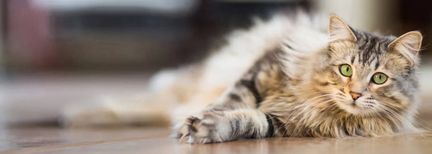 Featured Image for ETHOS VETERINARY HEALTH LLC